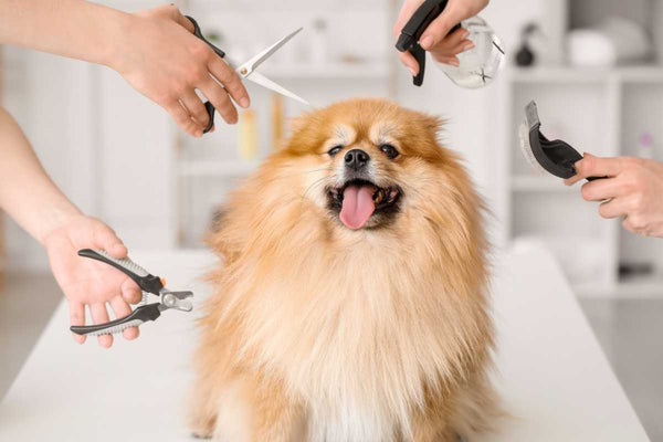 Essential Grooming Tips to Keep Your Dog Healthy and Happy