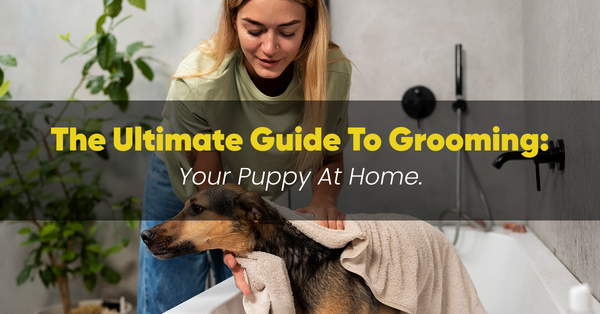 The Ultimate Guide to Grooming Your Puppy at Home