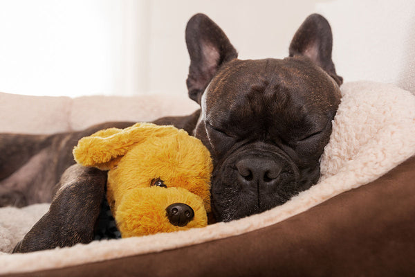 Choosing the Right Bed for Your Dog: Comfort, Support, and Style