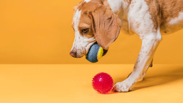 How to Select Durable and Fun Chew Toys for Puppies