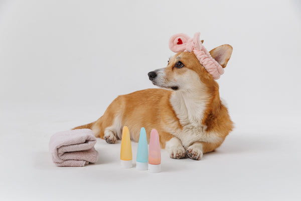 Everyday Essentials for Your Pup: From Beds to Grooming Tools