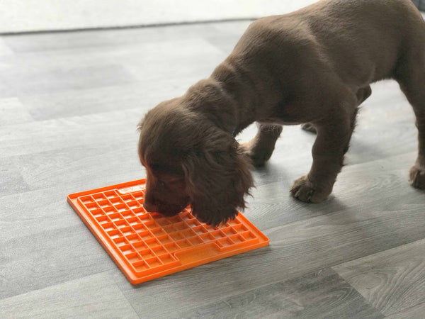 Top Benefits of Slow Feeders and Lick Mats for Dogs