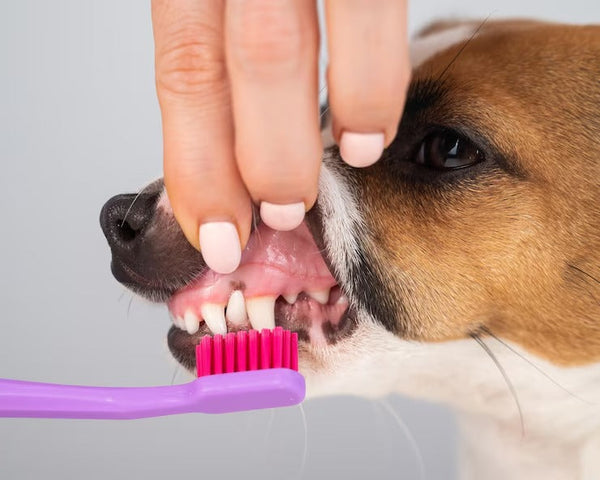 Ultimate Guide to Toys & Treats for Puppy Teething
