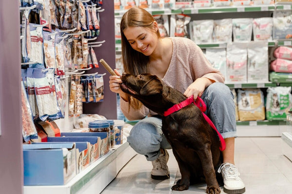 The Complete Guide to Choosing the Right Dog Accessories