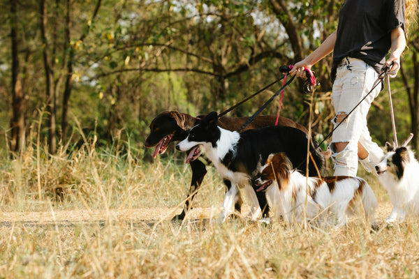 Dog Leashes for All Adventures: Walk, Hike, Explore