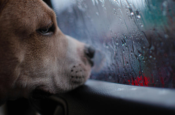 Overcoming Dog Car Anxiety: Tips That Work