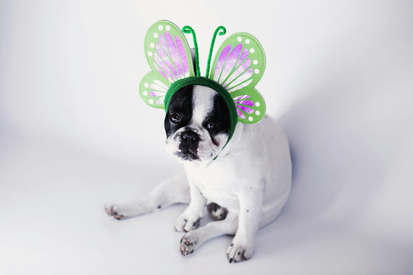 Top Products Every New Puppy Owner Needs