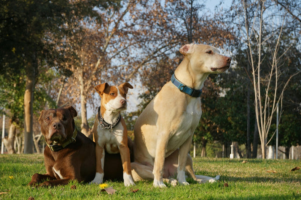 Tips for Choosing a Comfortable and Safe Collar