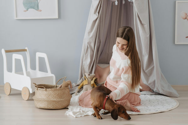 Stylish Dog Accessories That Match Your Home Decor