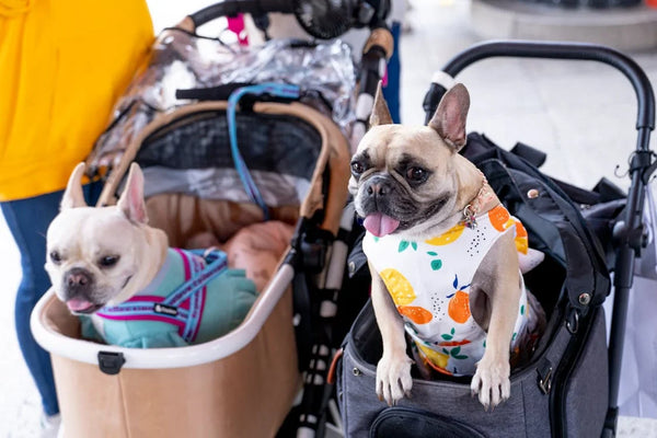 The Benefits of Using a Dog Stroller: Why It’s More Than Just a Trend