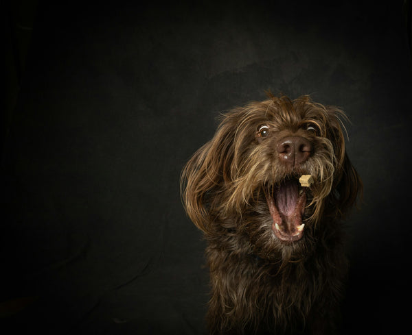 Top-Rated Kibble & Treats for Every Dog's Diet