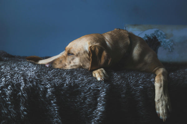 Let’s find a bed that your dog will love.