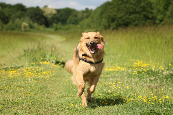 The Ultimate Routine for an Energetic and Balanced Pup