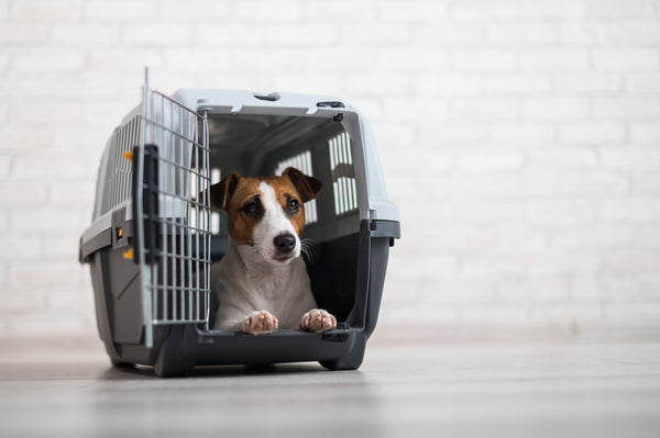 Home Away from Home: Choosing the Perfect Dog Kennel