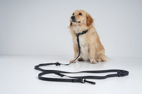 Choosing the Best Leash Length for Comfort and Safety
